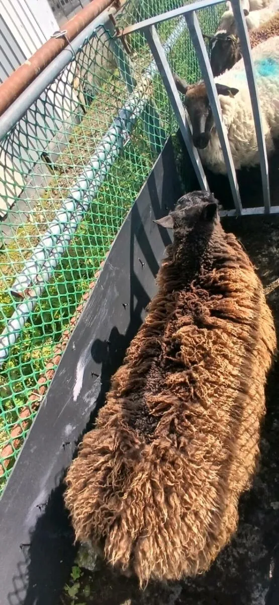 Hogget Suffolk Ram Lamb - Image 2