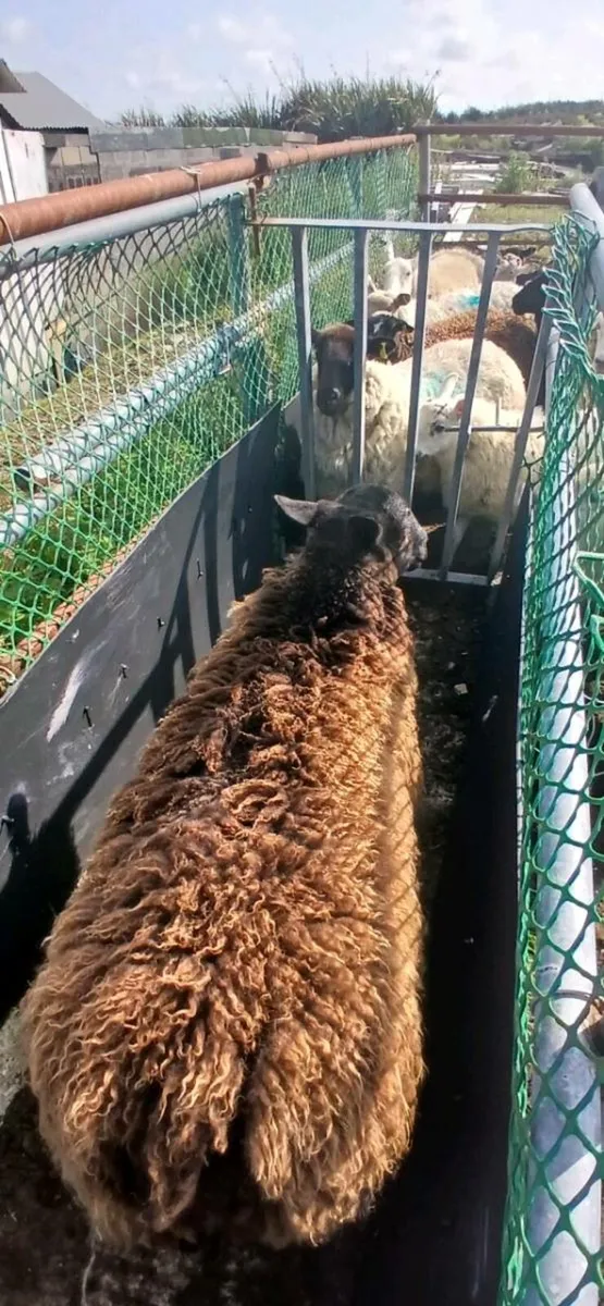 Hogget Suffolk Ram Lamb - Image 3