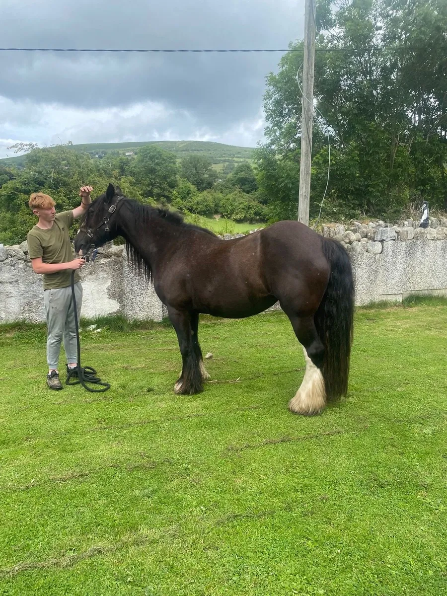 Horse - Image 2