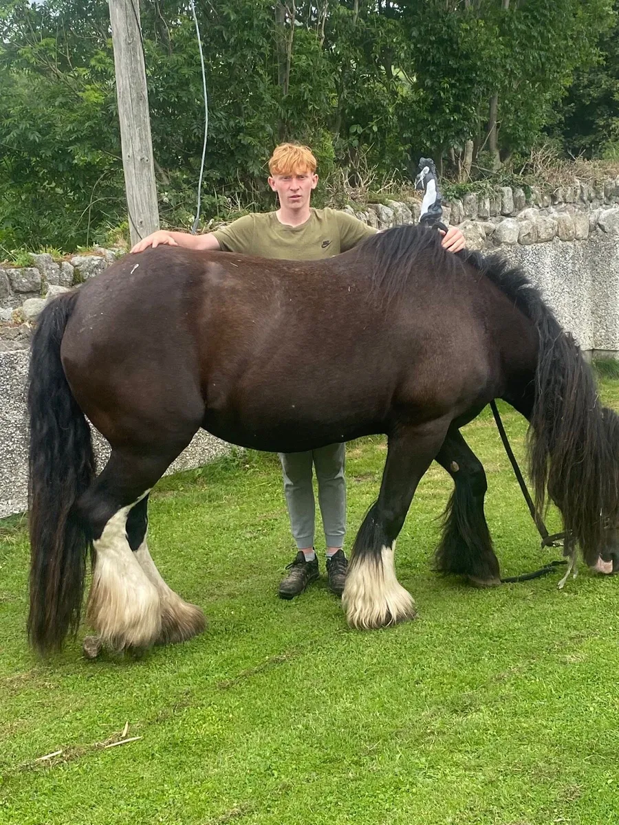 Horse - Image 3