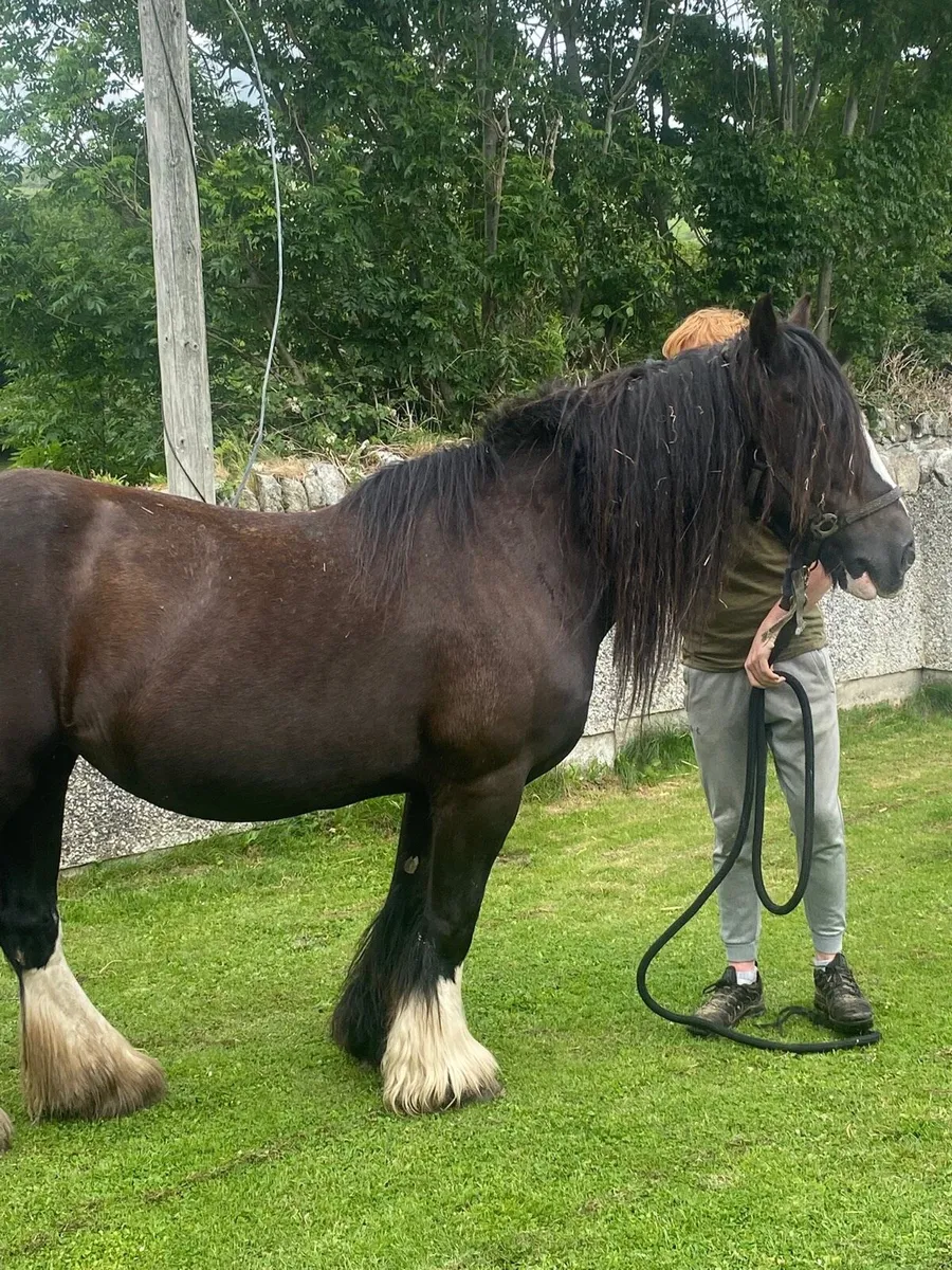 Horse - Image 4