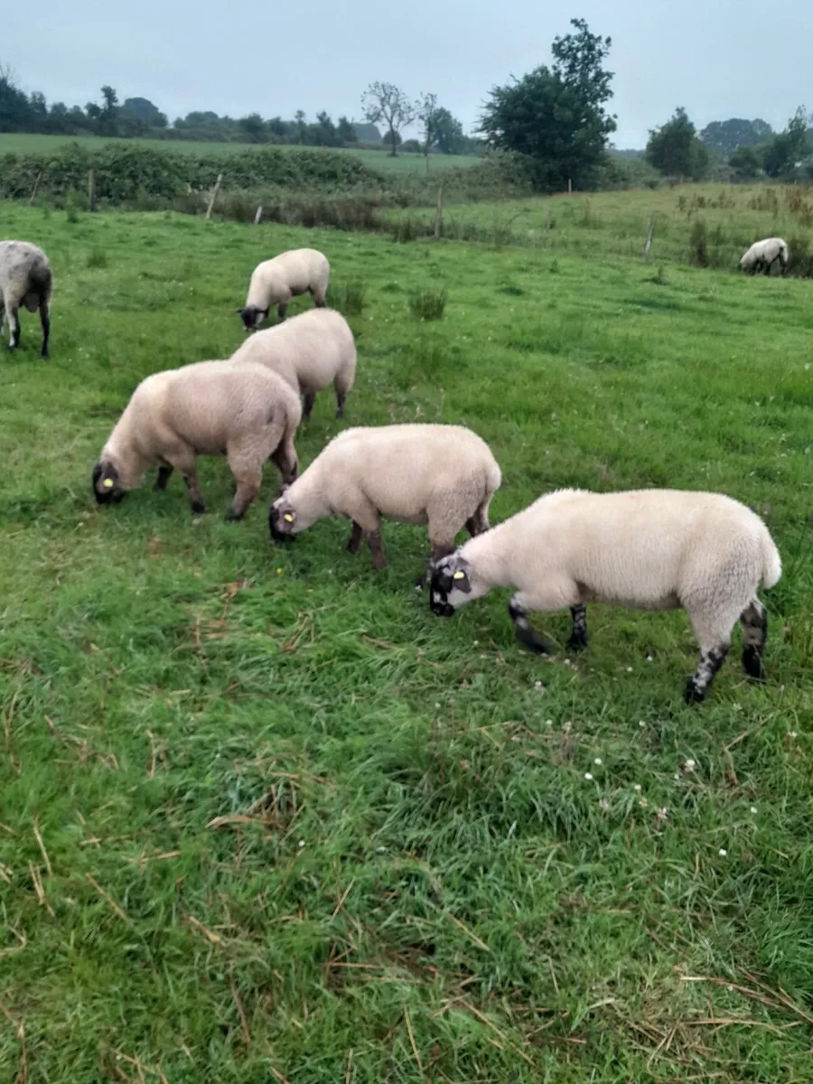 Ewe lamb's - Image 2