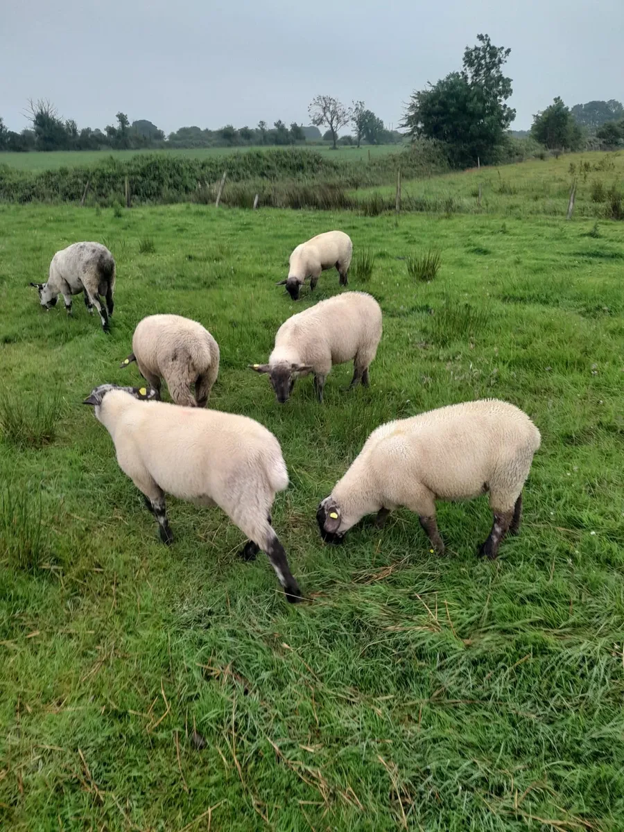Ewe lamb's - Image 4