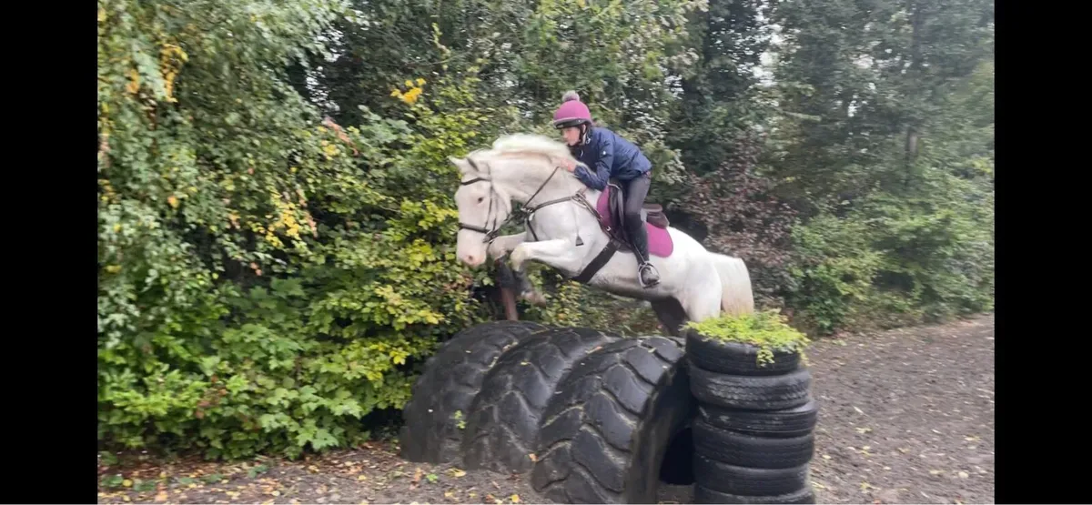 Allrounder 7yo 15.3hh Mare - Image 1