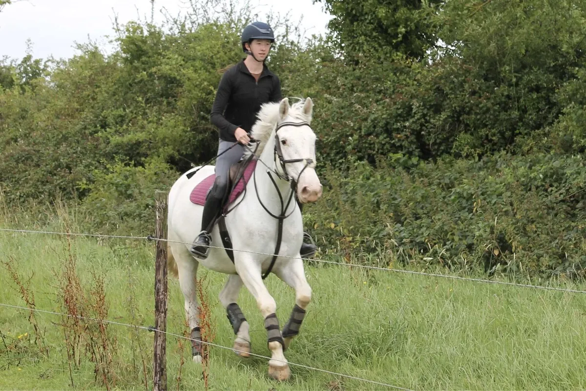 Allrounder 7yo 15.3hh Mare - Image 2
