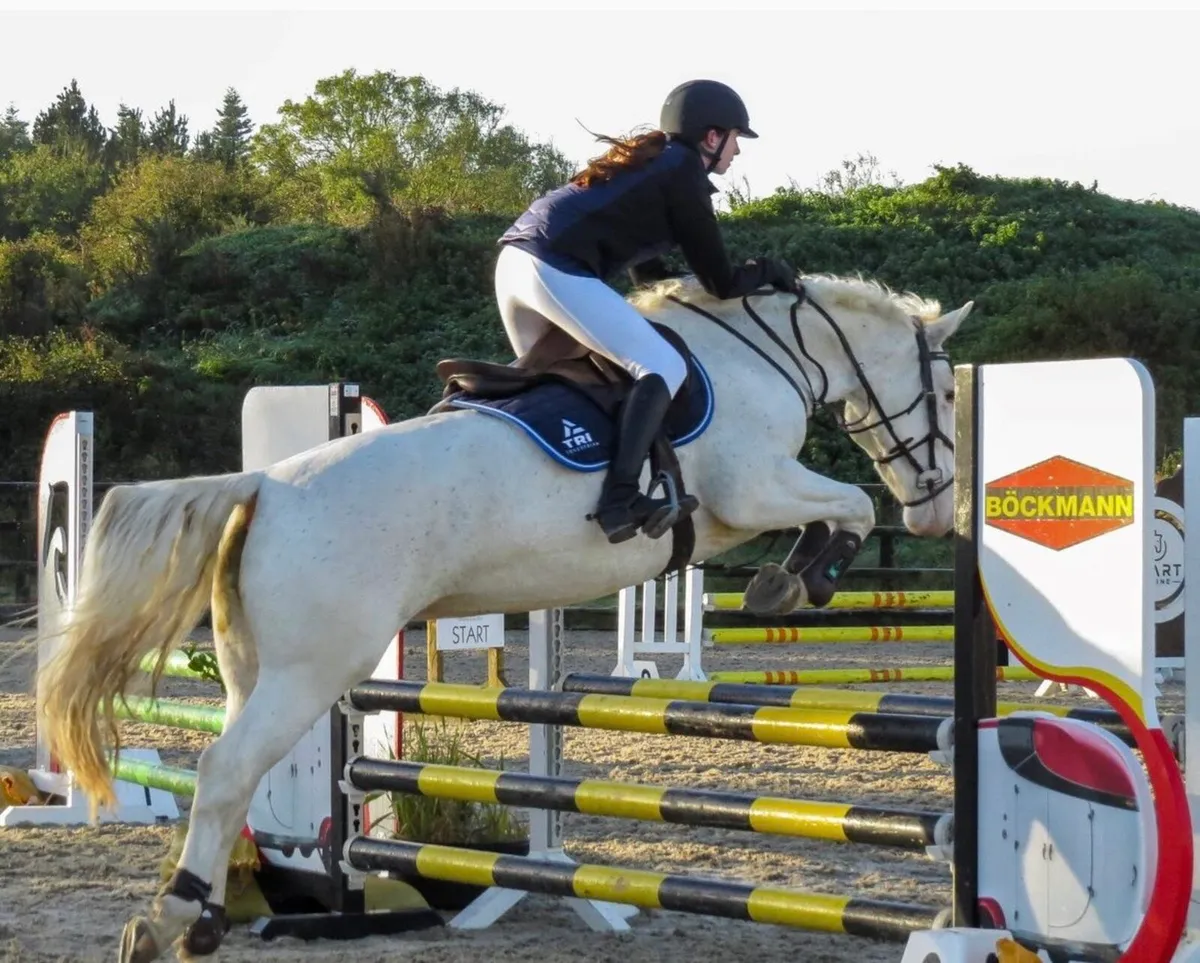 Allrounder 7yo 15.3hh Mare - Image 3
