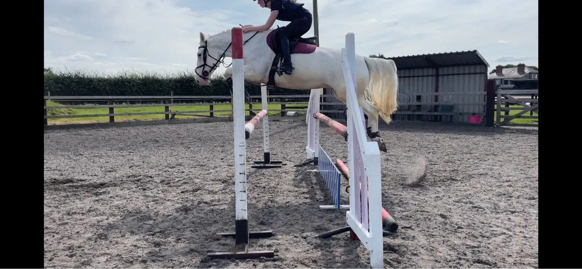Allrounder 7yo 15.3hh Mare - Image 2