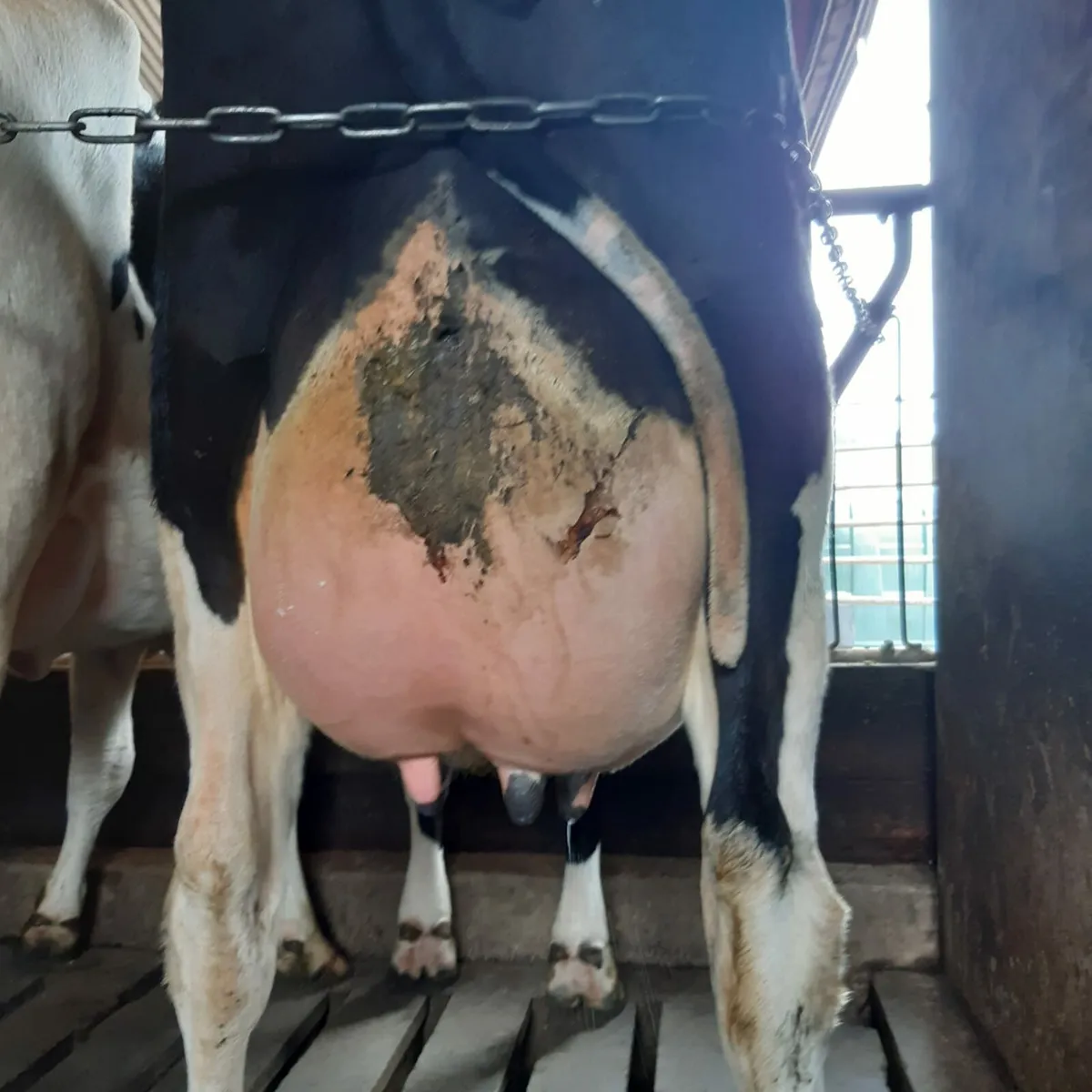 2nd Calved cow - Image 1