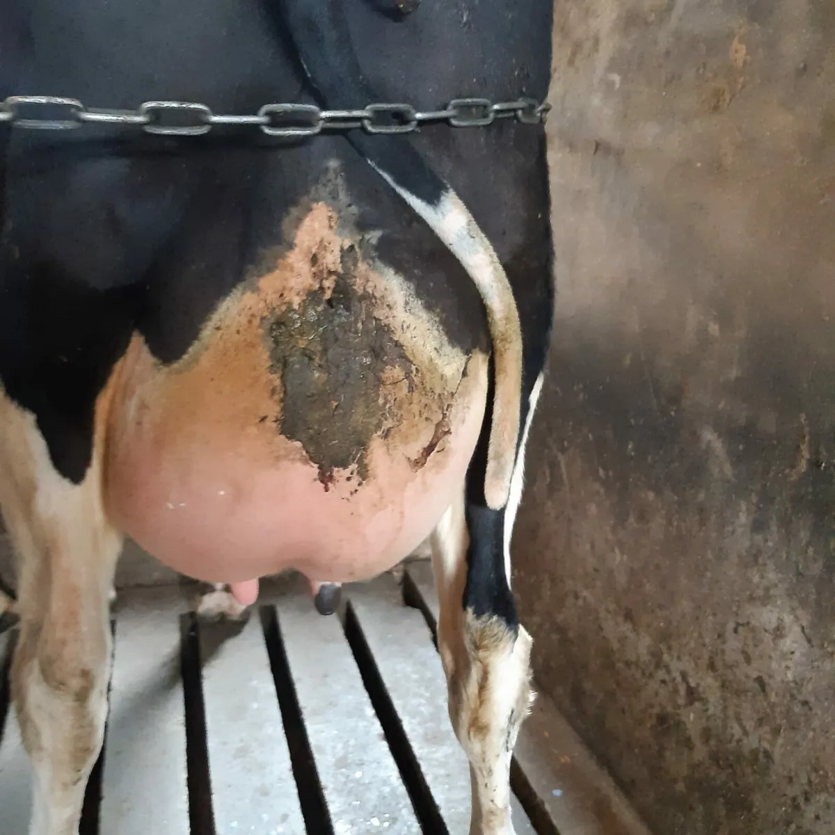 2nd Calved cow - Image 2