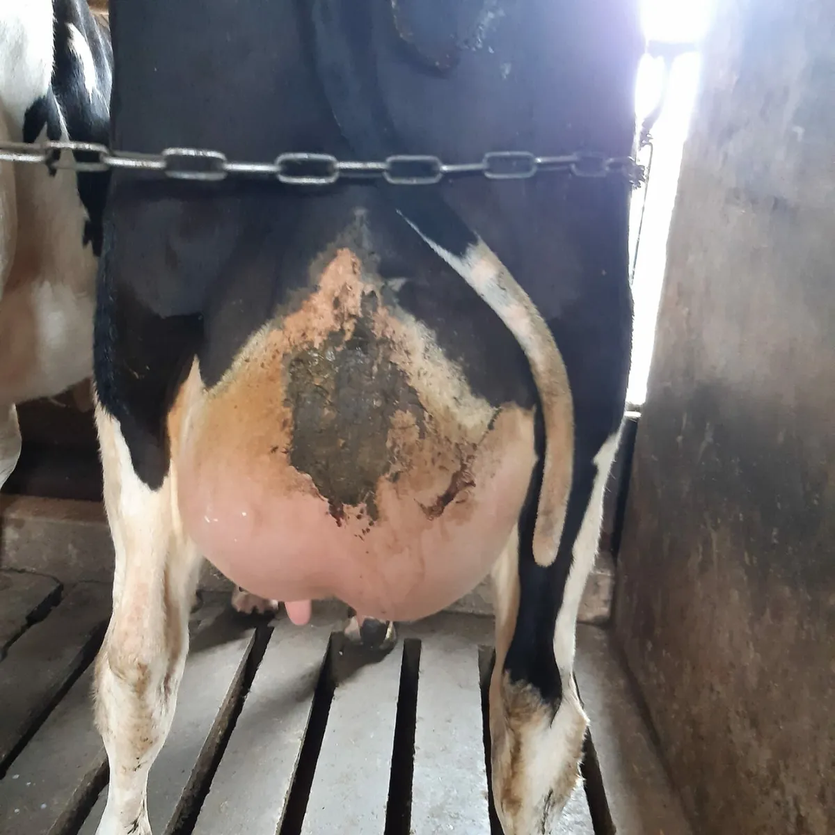 2nd Calved cow - Image 3