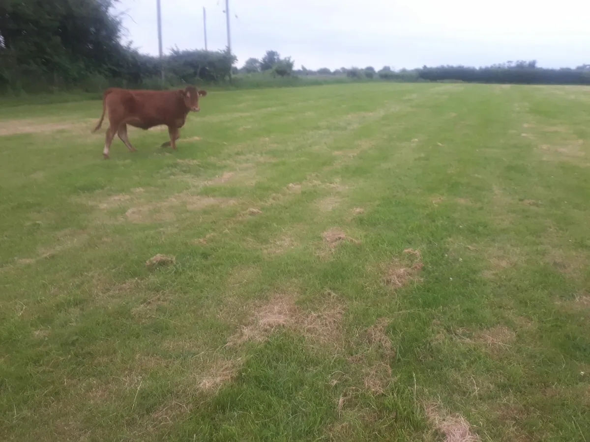 Heifer - Image 1