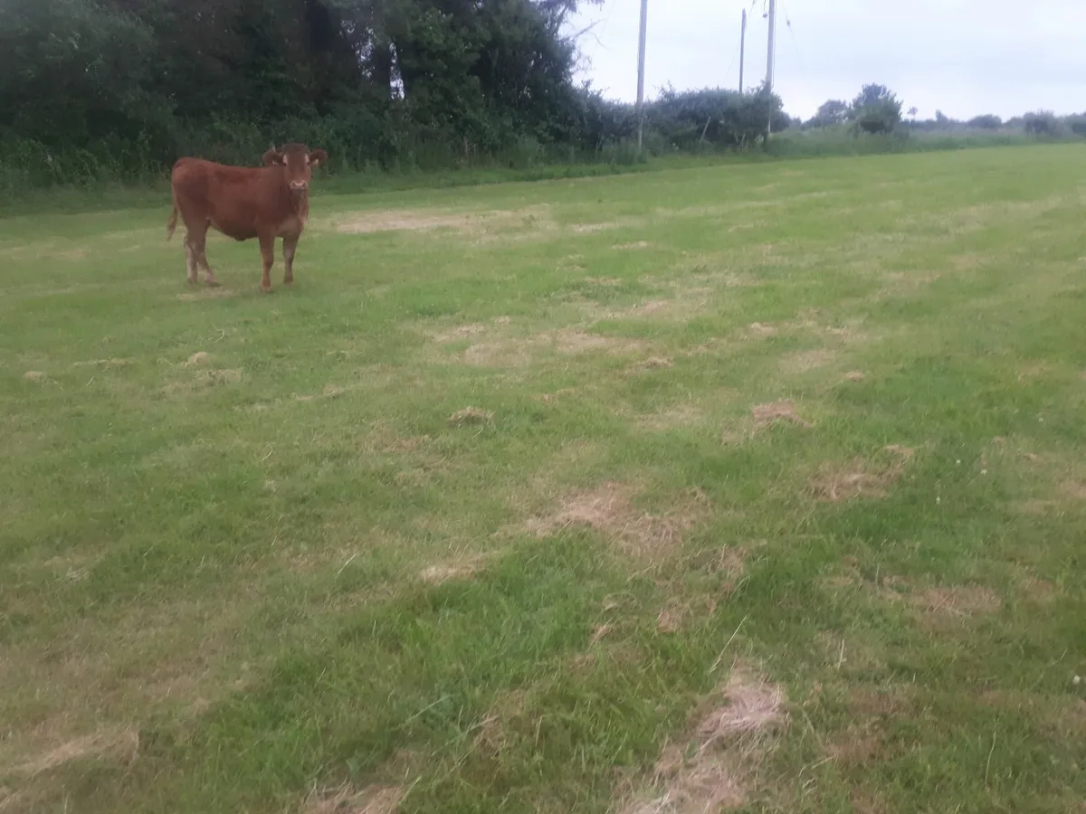 Heifer - Image 2
