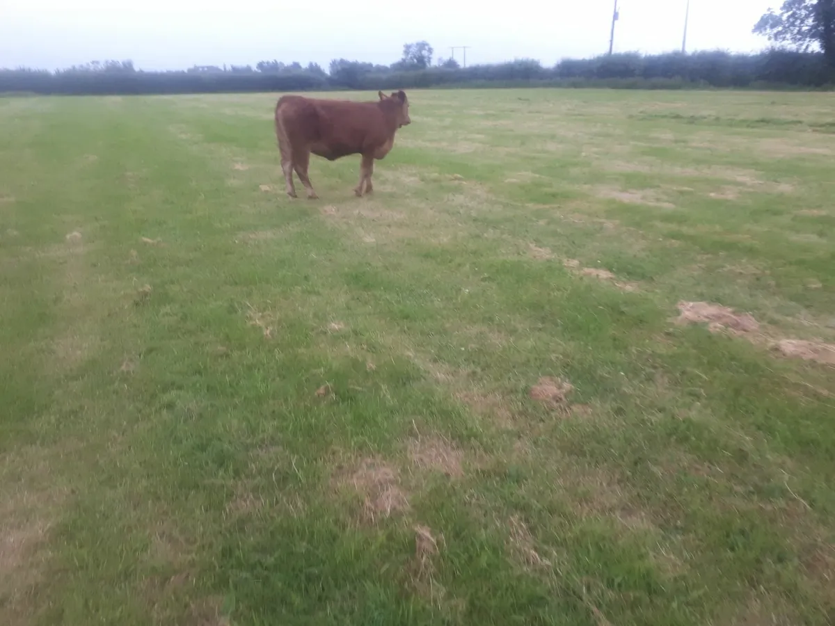 Heifer - Image 3