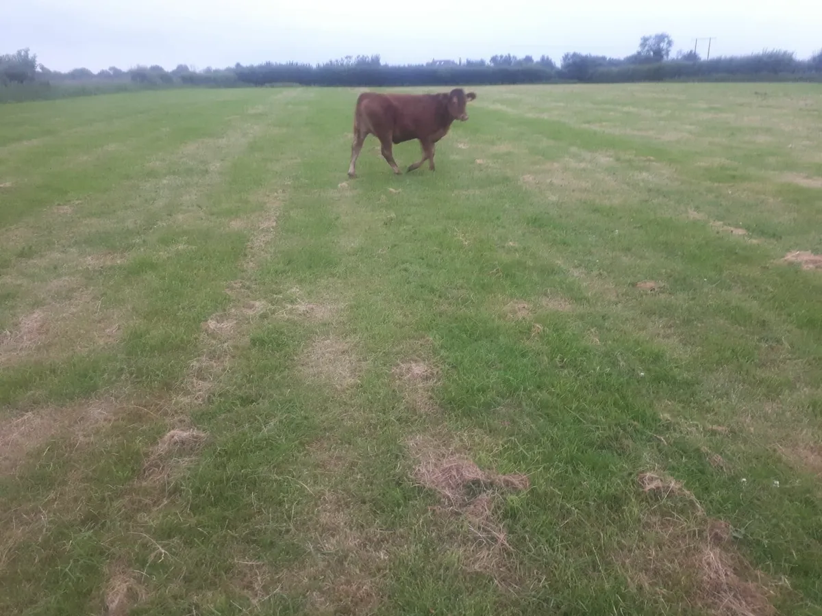 Heifer - Image 4