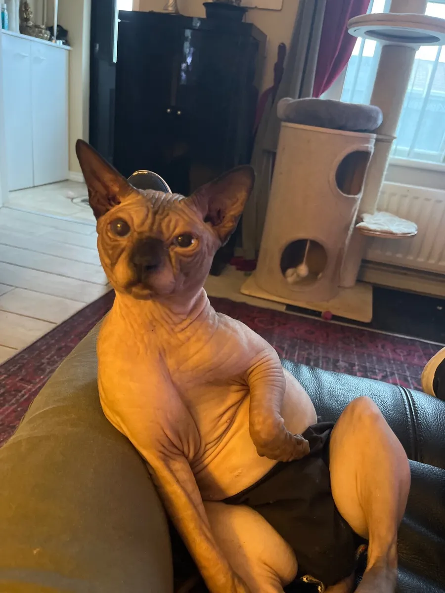 Cat hairless - Image 1