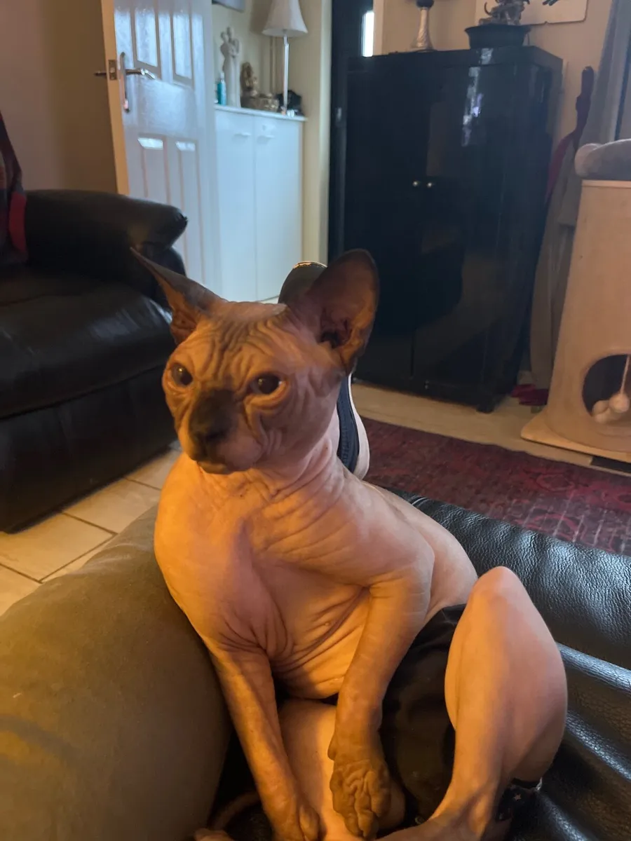 Cat hairless - Image 2
