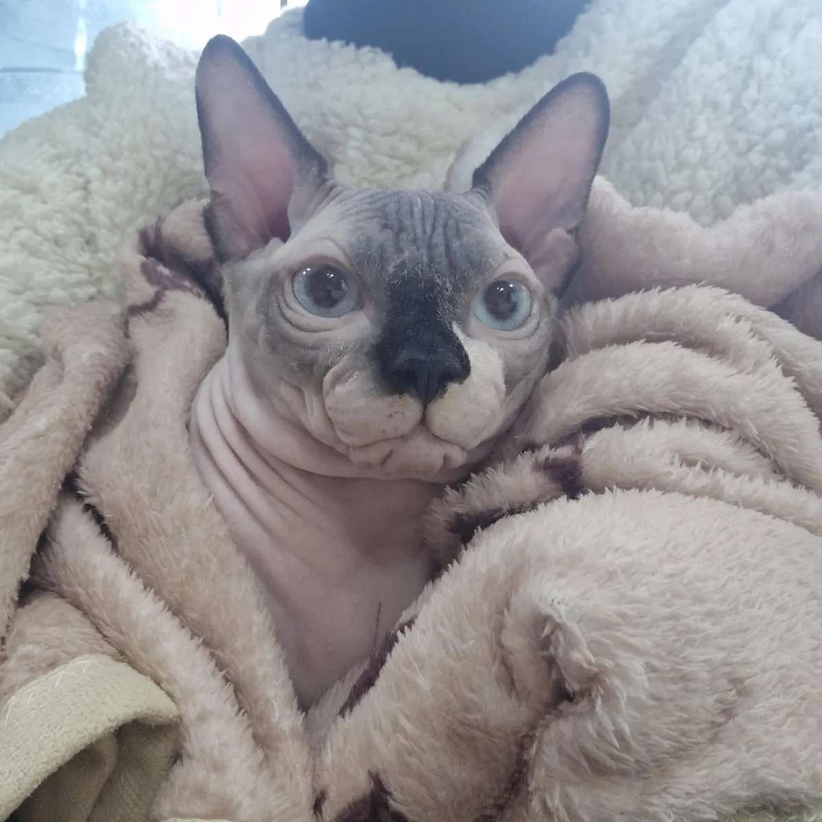 Sphynx Cat one year old - Image 1
