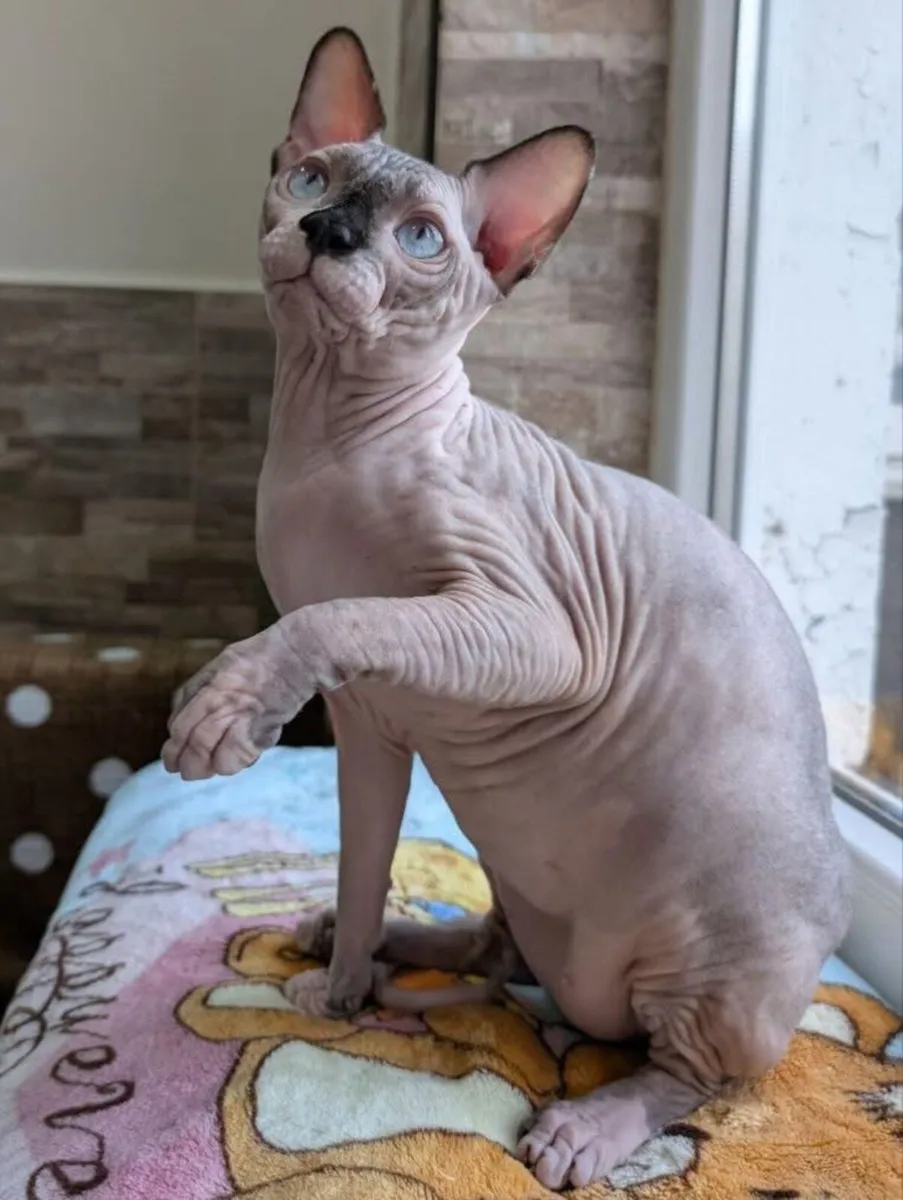 Sphynx Cat one year old - Image 2