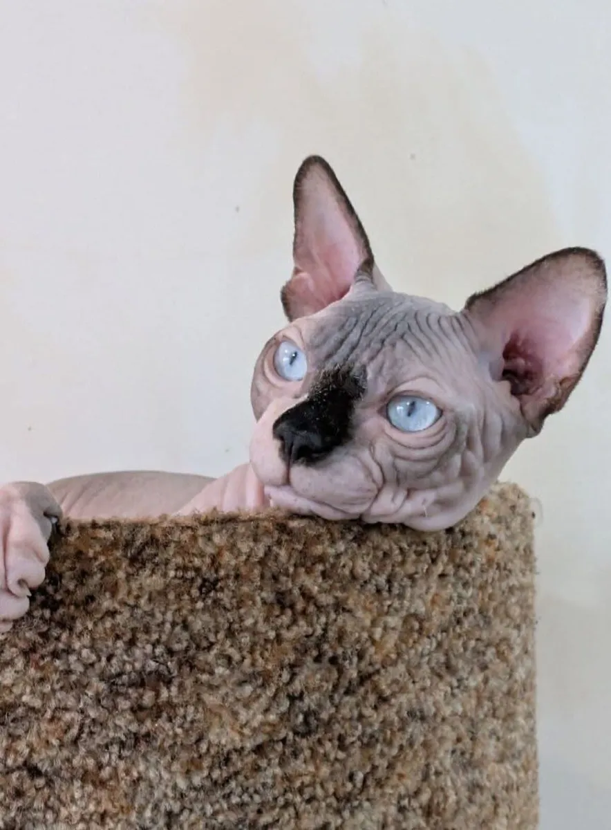 Sphynx Cat one year old - Image 3
