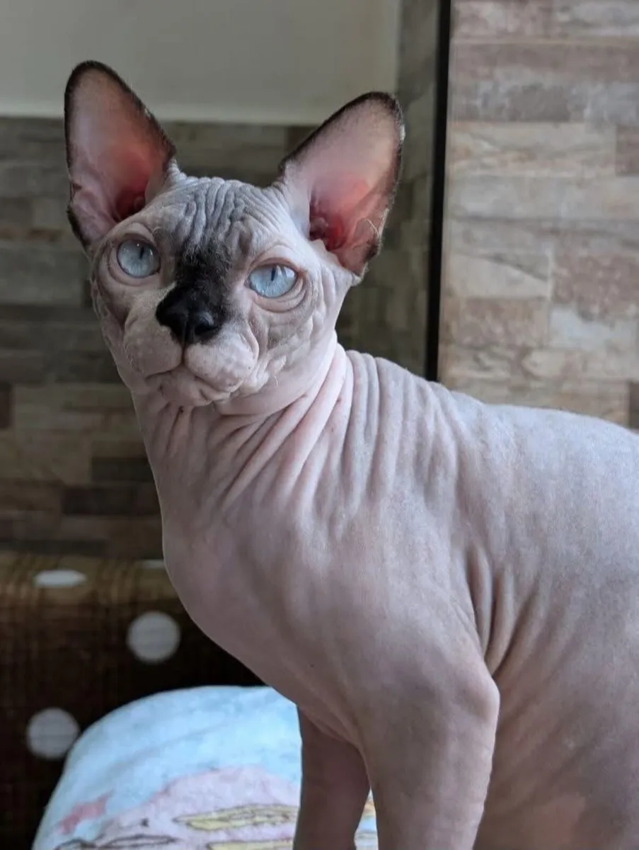 Sphynx Cat one year old - Image 4