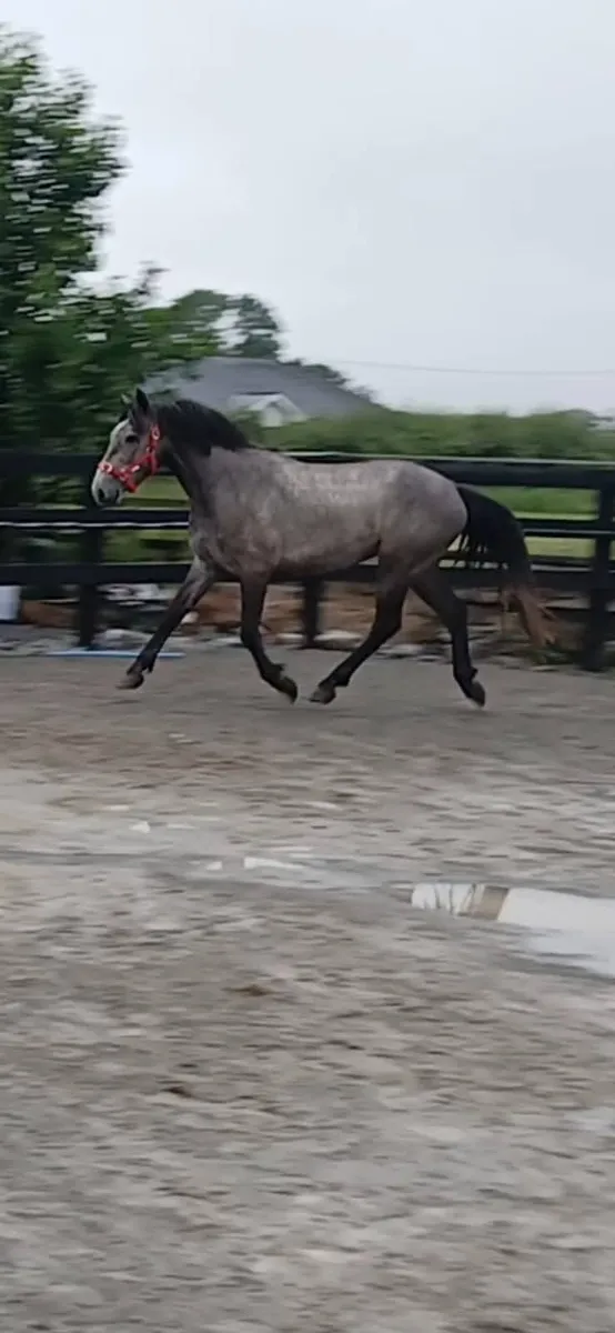 💥 OVER HEIGHT CONNEMARA 💥 - Image 2