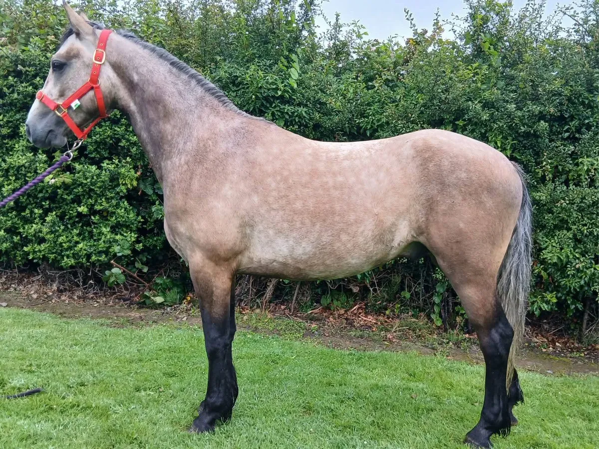 2x Roan connemara geldings - Image 1