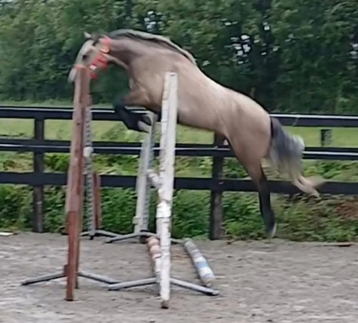 2x Roan connemara geldings - Image 2