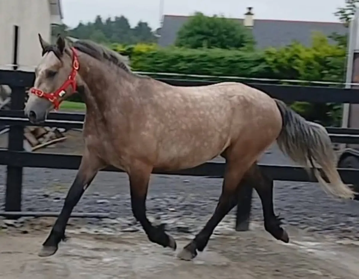 2x Roan connemara geldings - Image 3