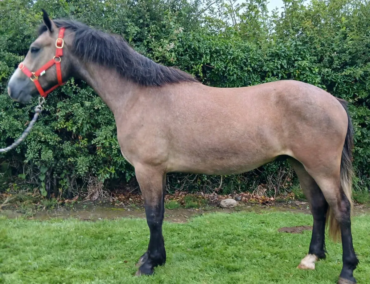 3X Connemara geldings - Image 2