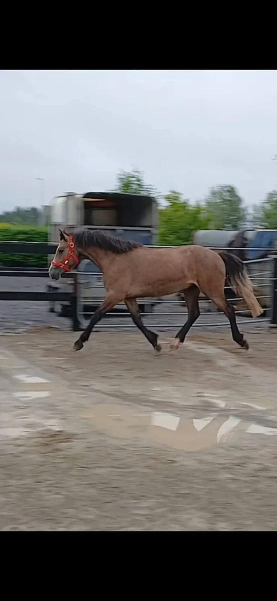 3X Connemara geldings - Image 3