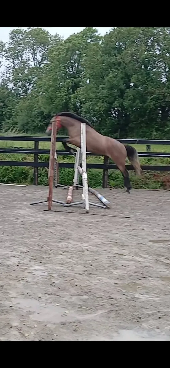 3X Connemara geldings - Image 4