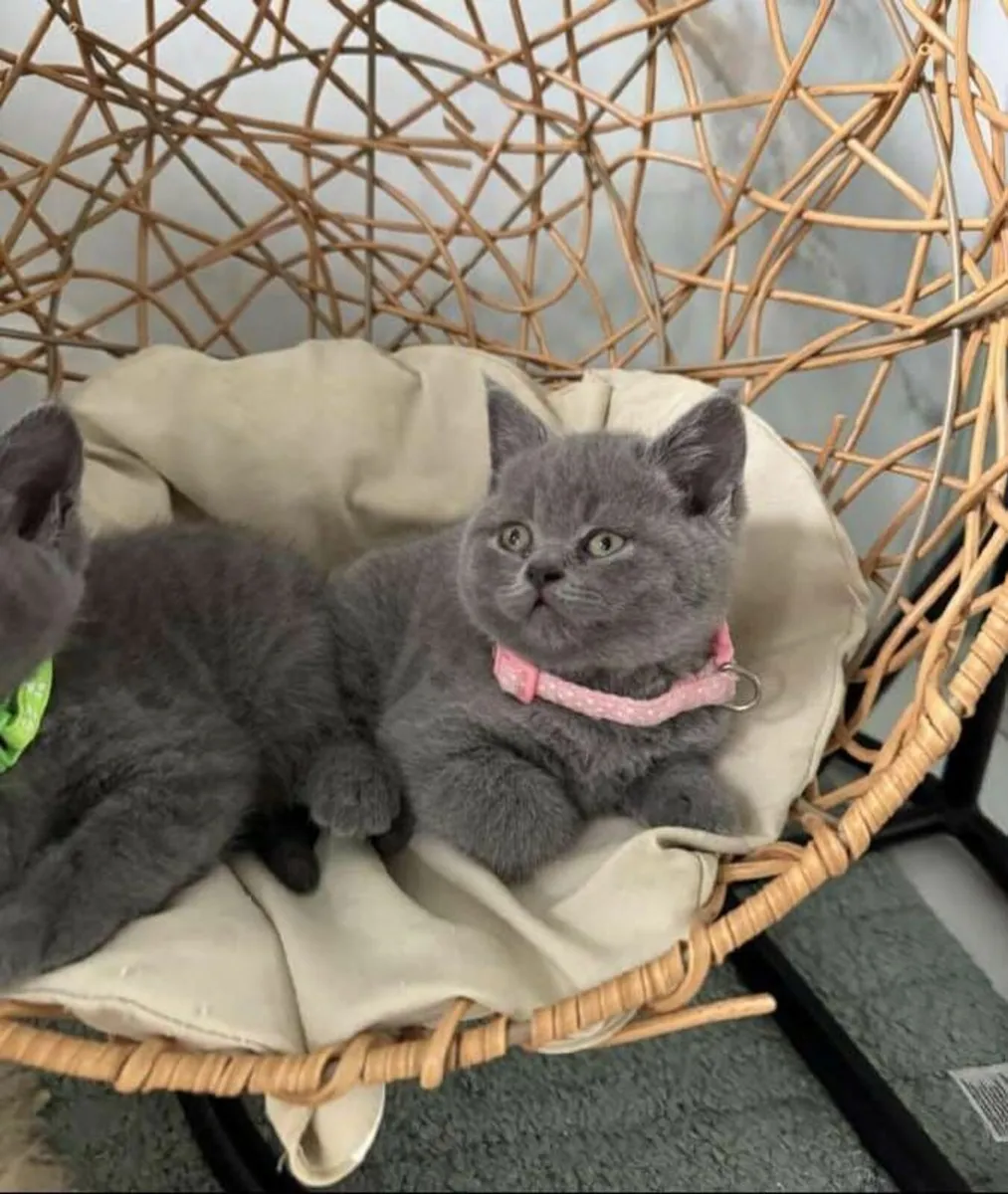 British  blue Shorthair kittens � - Image 3
