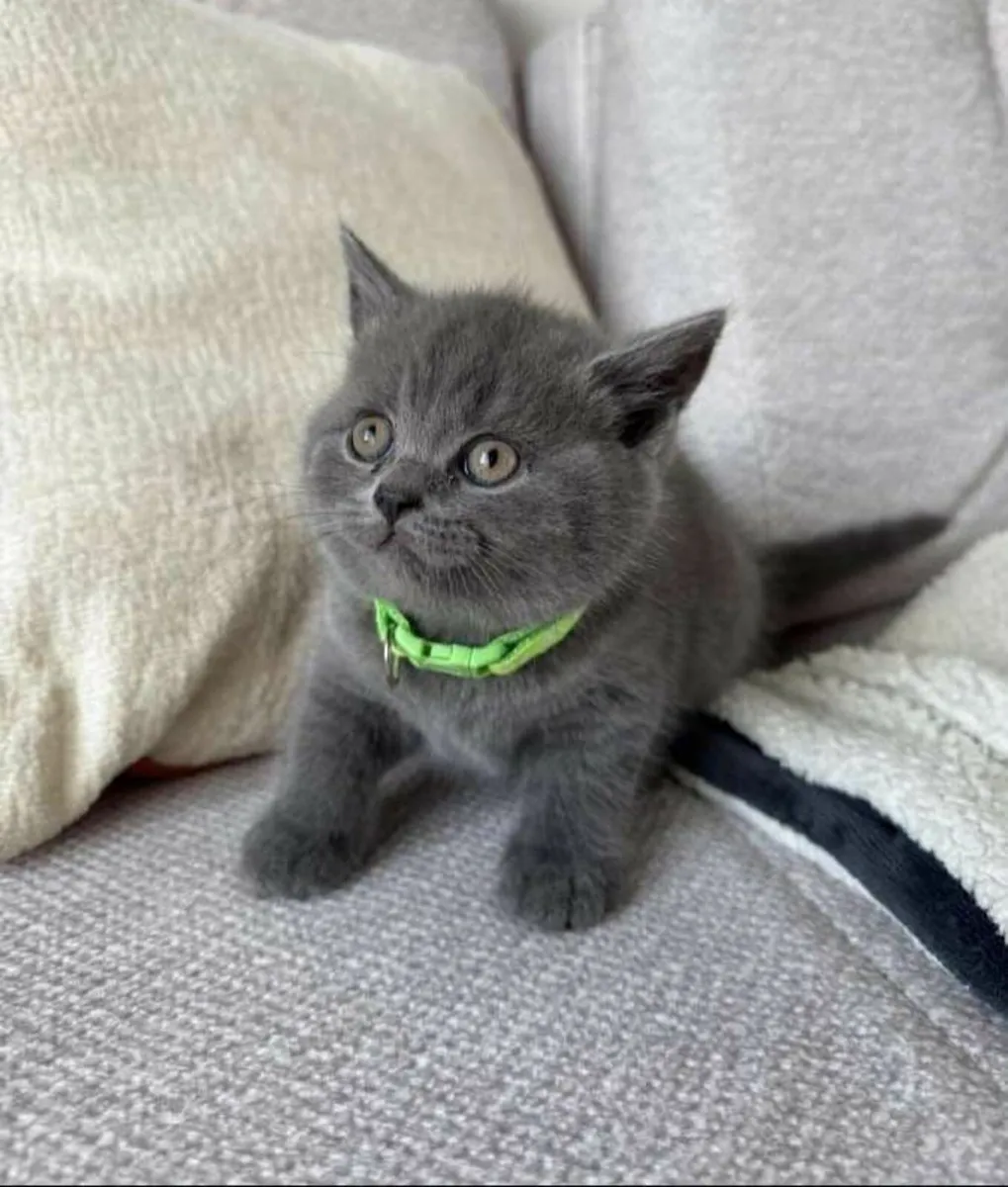 British  blue Shorthair kittens � - Image 2