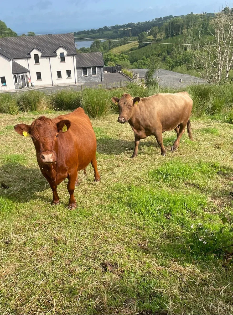 Pedigree Dexter Cattle - Show potential - Image 2