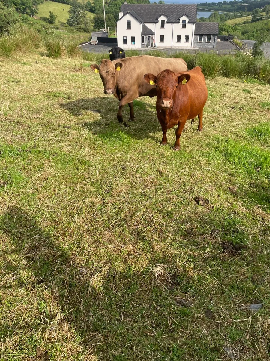 Pedigree Dexter Cattle - Show potential - Image 3