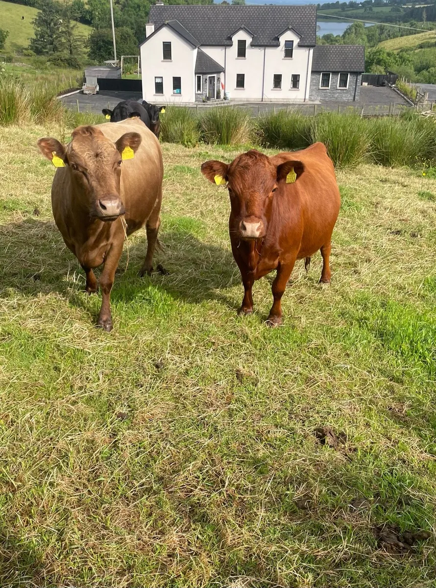 Pedigree Dexter Cattle - Show potential - Image 1