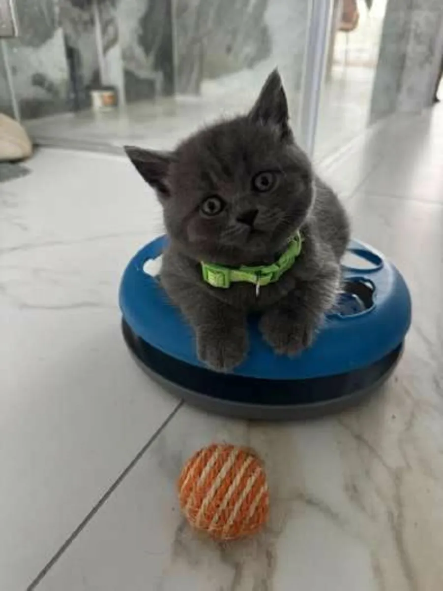 British  blue Shorthair kittens � - Image 4