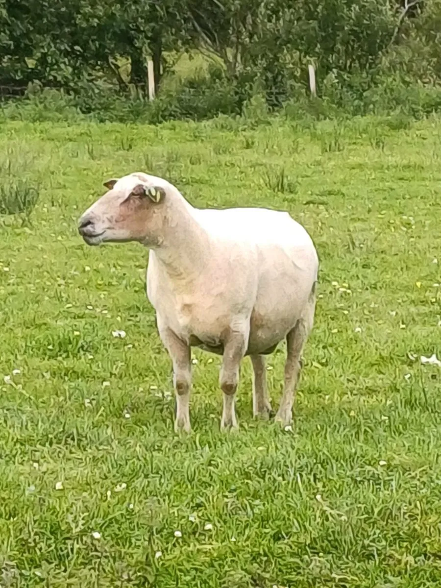 Geno Tested pure bred Charlois ram for sale - Image 1