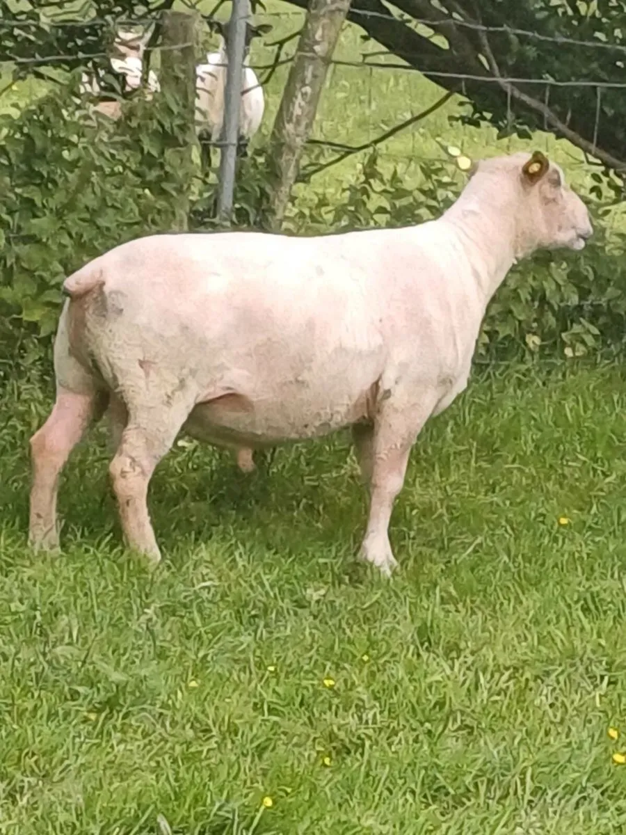 Geno Tested pure bred Charlois ram for sale - Image 2