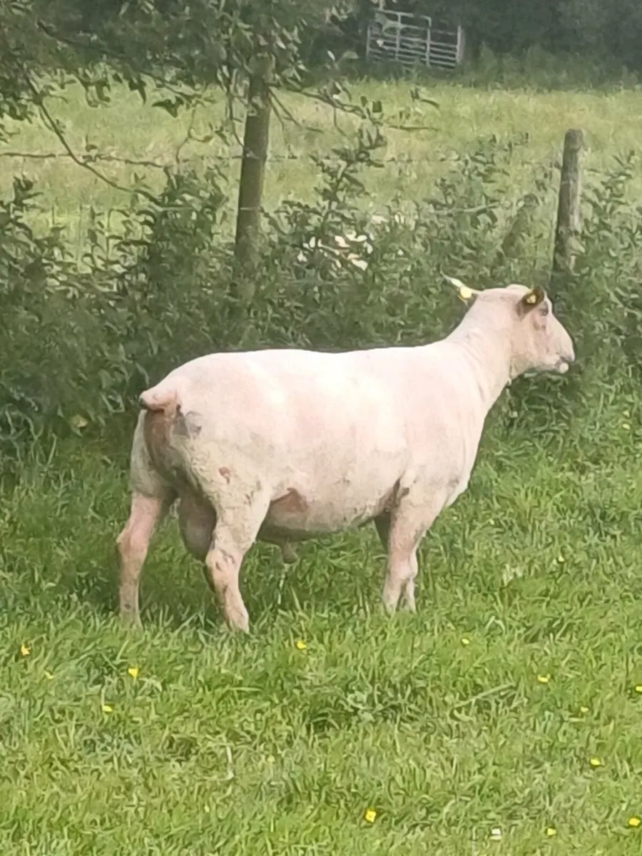 Geno Tested pure bred Charlois ram for sale - Image 3