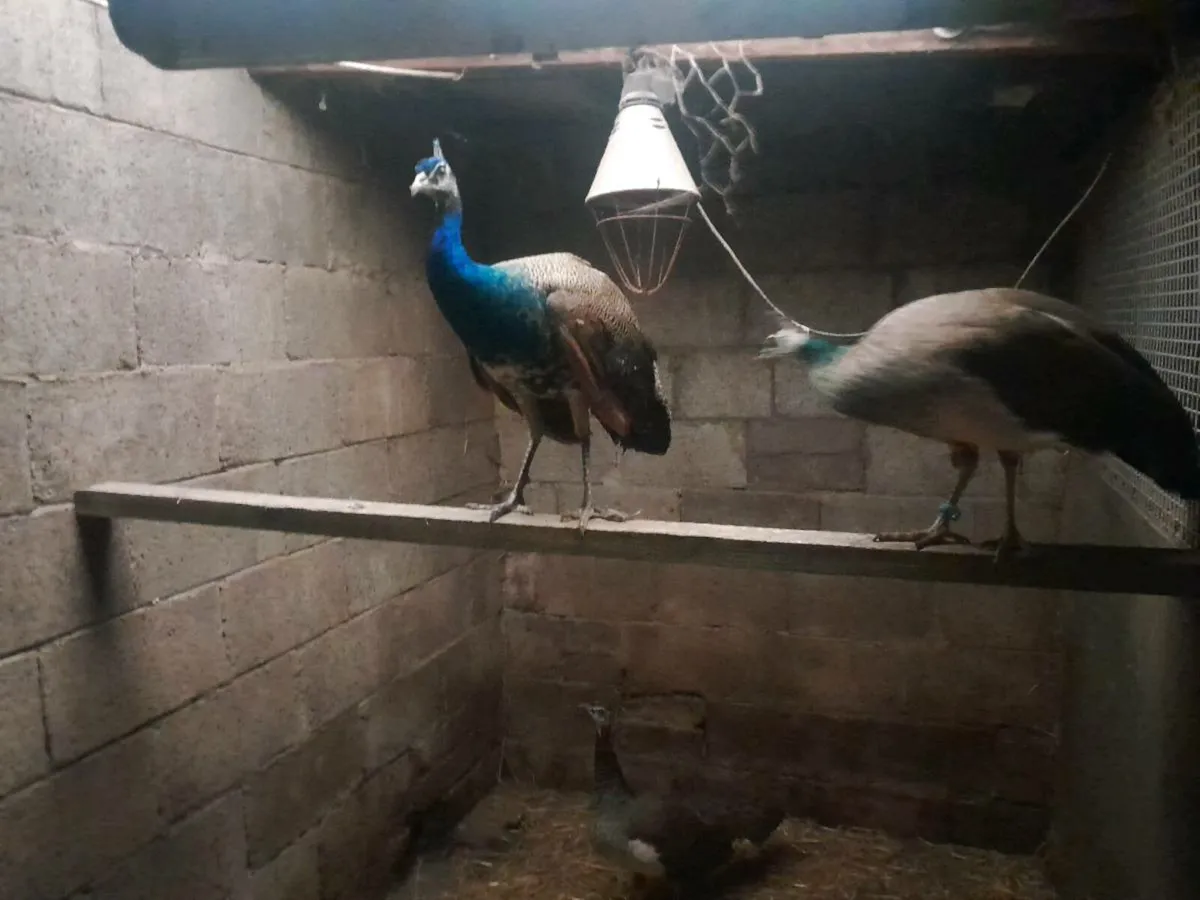 Last few  Indian blue peafowl and hatching eggs - Image 1