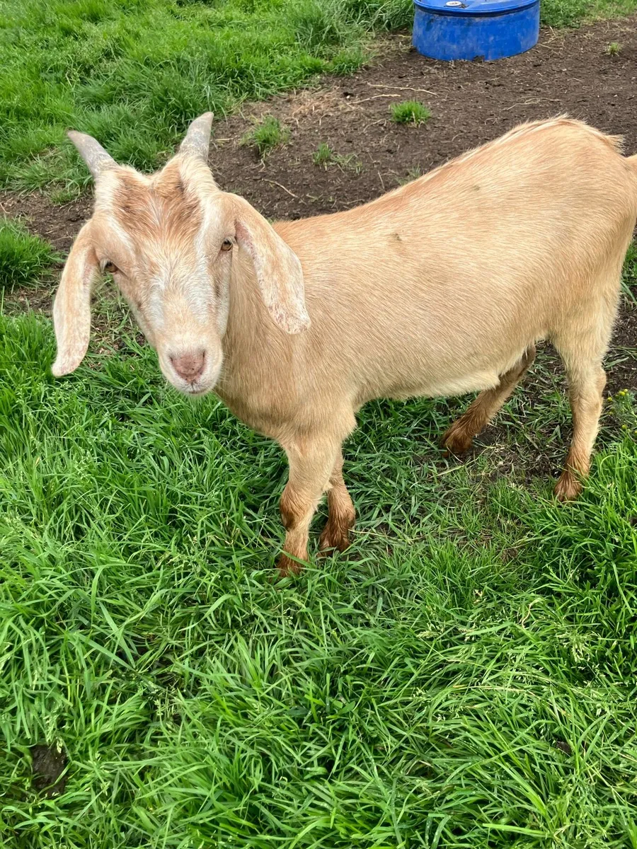 Goats - Image 1