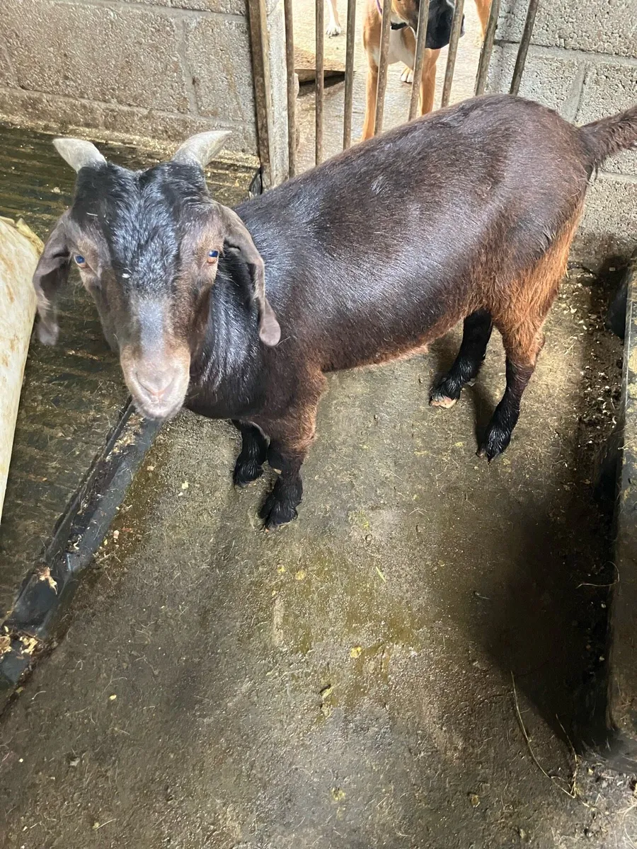 Goats - Image 2