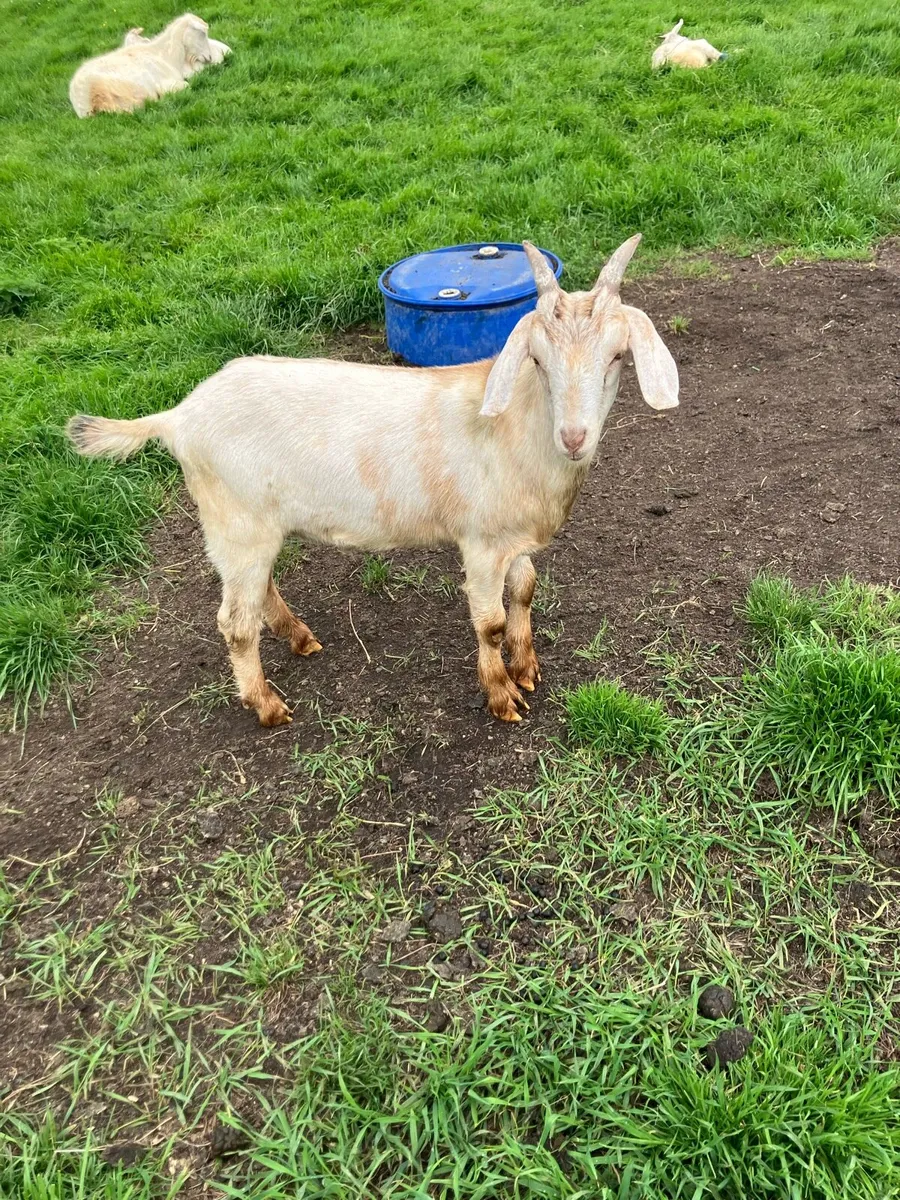 Goats - Image 3
