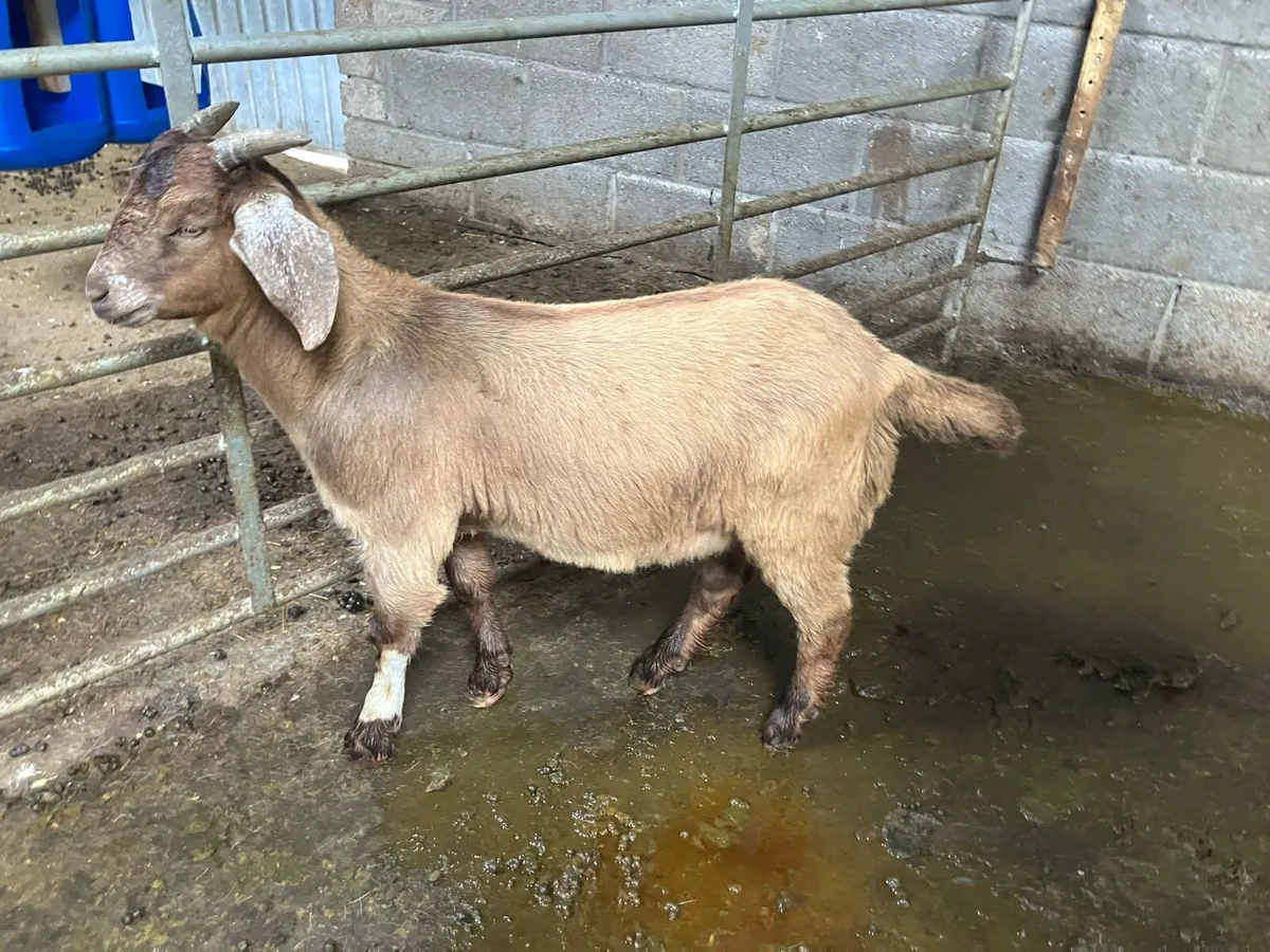 Goats - Image 4