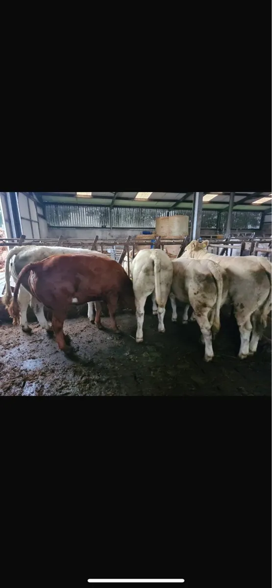 BALLINASLOE MART 28th - Image 1