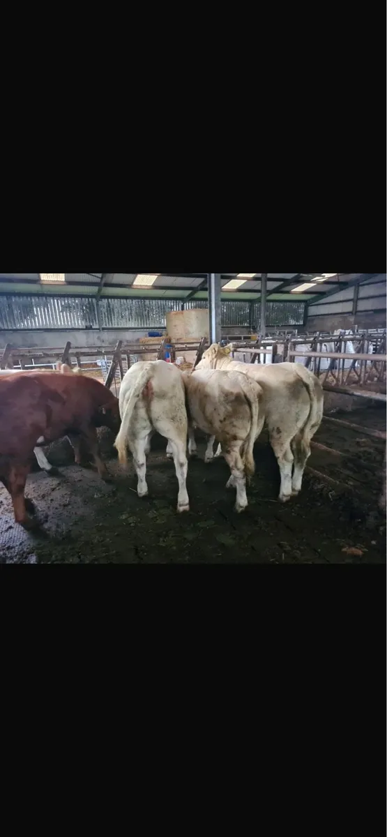 BALLINASLOE MART 28th - Image 2