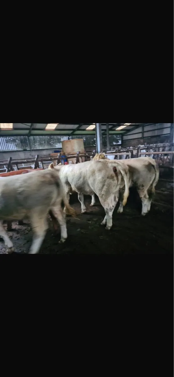 BALLINASLOE MART 28th - Image 3