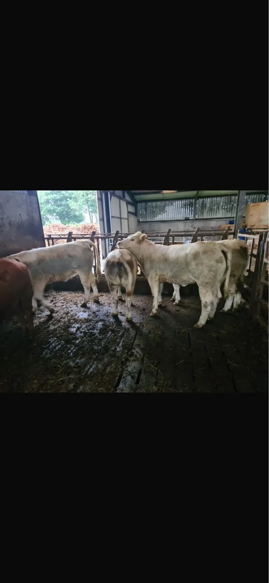 BALLINASLOE MART 28th - Image 4