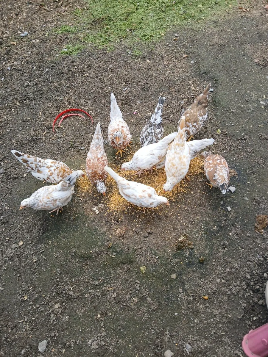 Bantams - Image 1